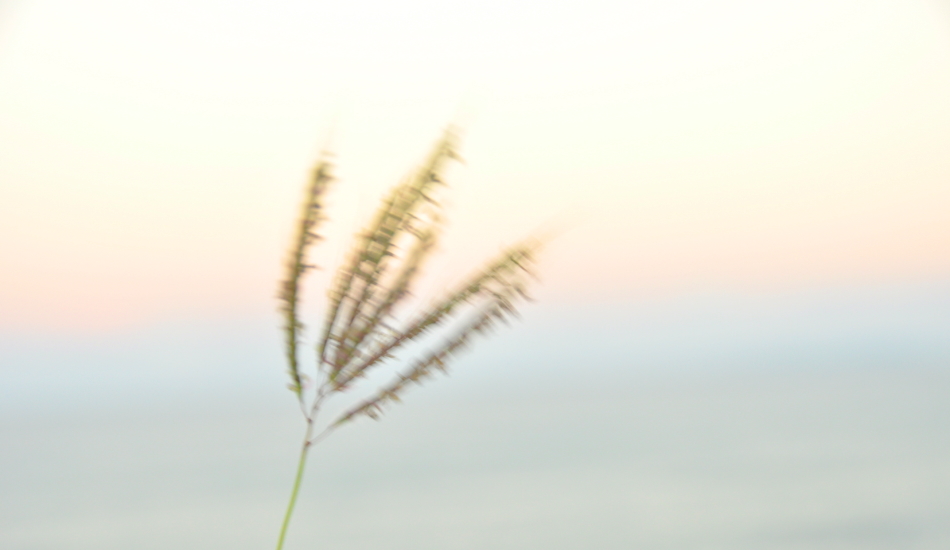 暮靄之中，小草飄搖朦朧的處境恰如心境 - 台東迦路蘭海堤